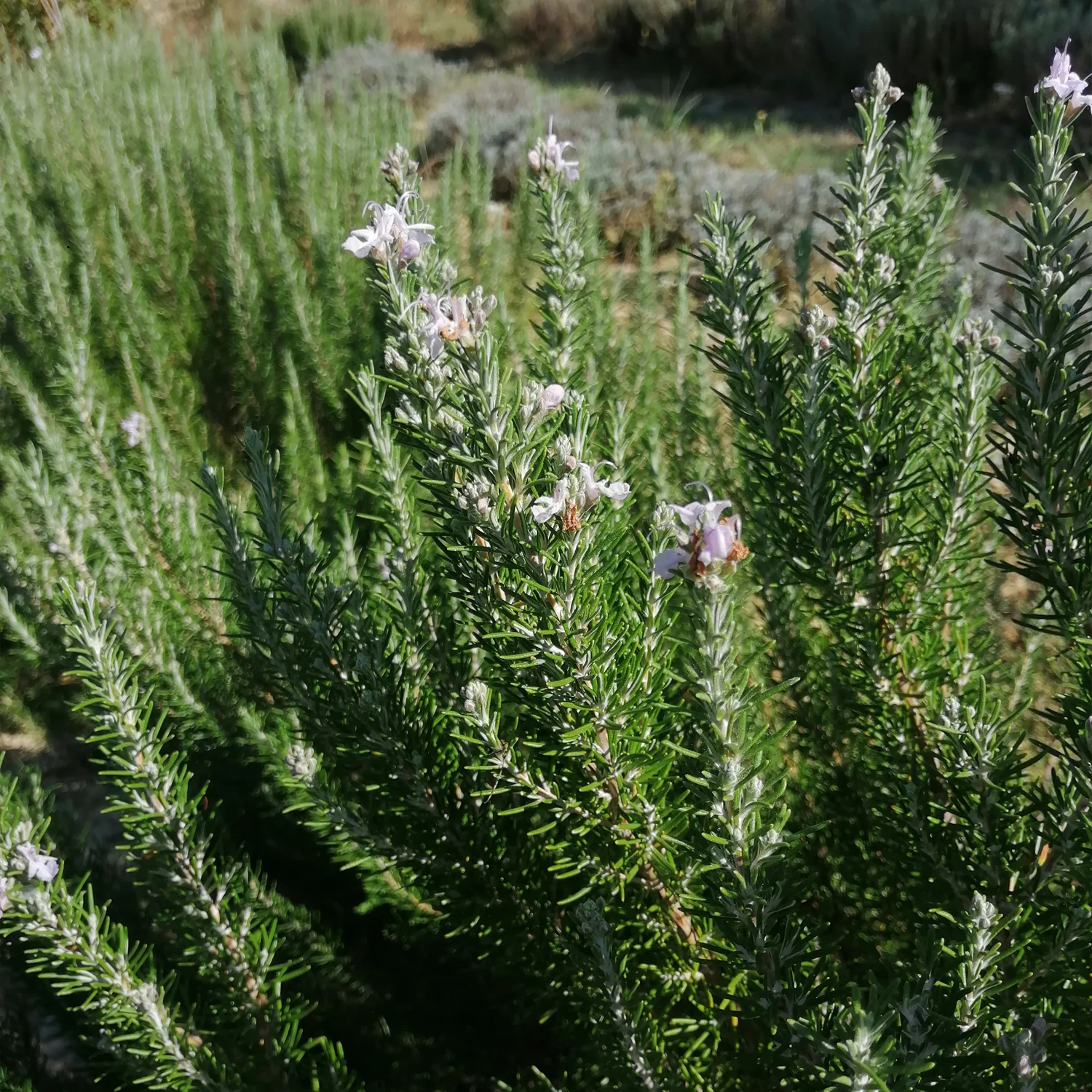 olio naturale Rosmarino Verbenone